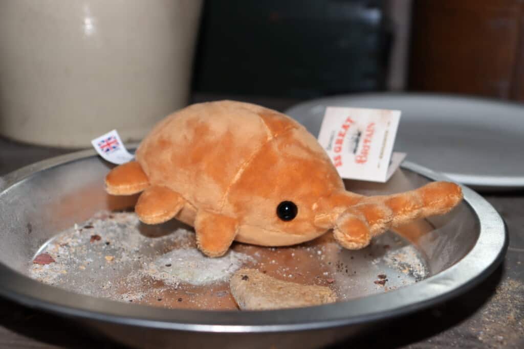 Winnie the weevil eating sugar and a ship's biscuit in steerage on board the SS Great Britain